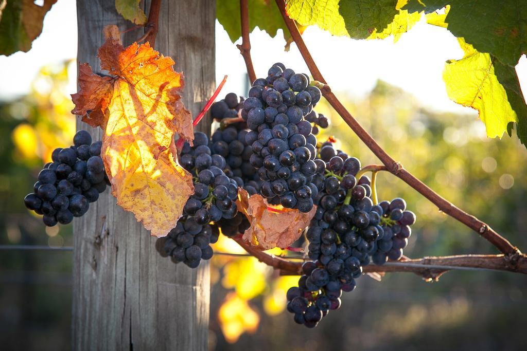 Straw Lodge Vineyard And Boutique Lodging Renwick Buitenkant foto