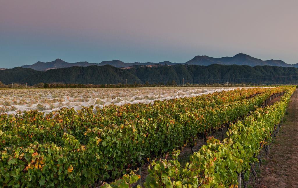 Straw Lodge Vineyard And Boutique Lodging Renwick Buitenkant foto